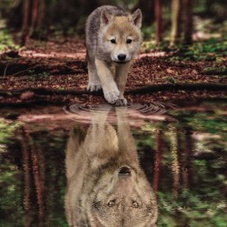 LAST DAY 80% OFF-Wolf and Pup Water Reflection