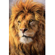 LAST DAY 80% OFF-Huge African Lions