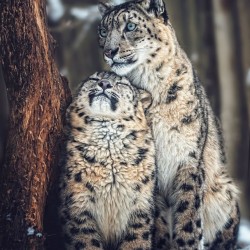 LAST DAY 80% OFF-Snow Leopards