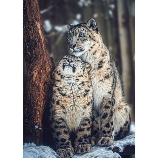 LAST DAY 80% OFF-Snow Leopards