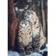 LAST DAY 80% OFF-Snow Leopards