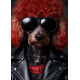 LAST DAY 80% OFF-A poodle dog wore sunglasses