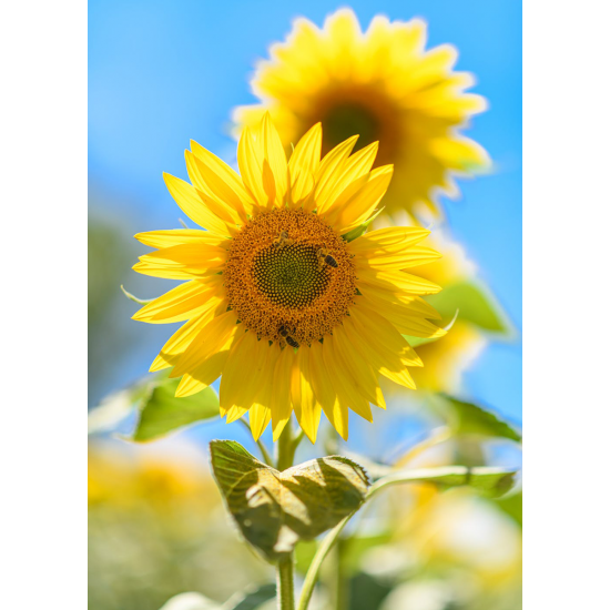 LAST DAY 80% OFF-A Yellow Sunflower in Full Bloom