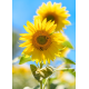 LAST DAY 80% OFF-A Yellow Sunflower in Full Bloom